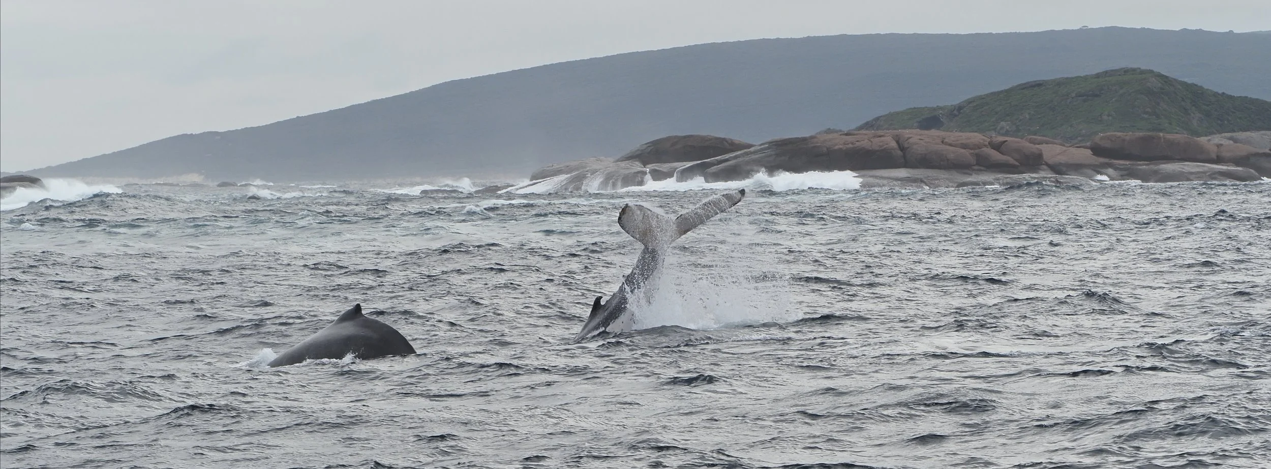 Whales at Augusta.jpg