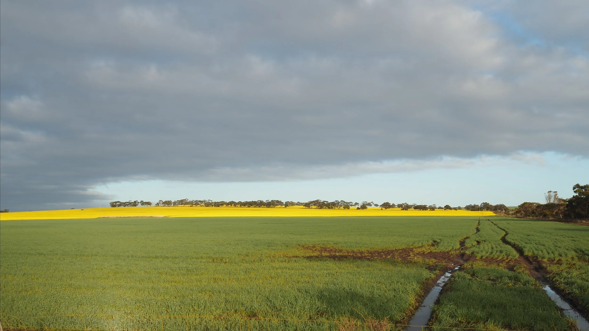 Golden Crop