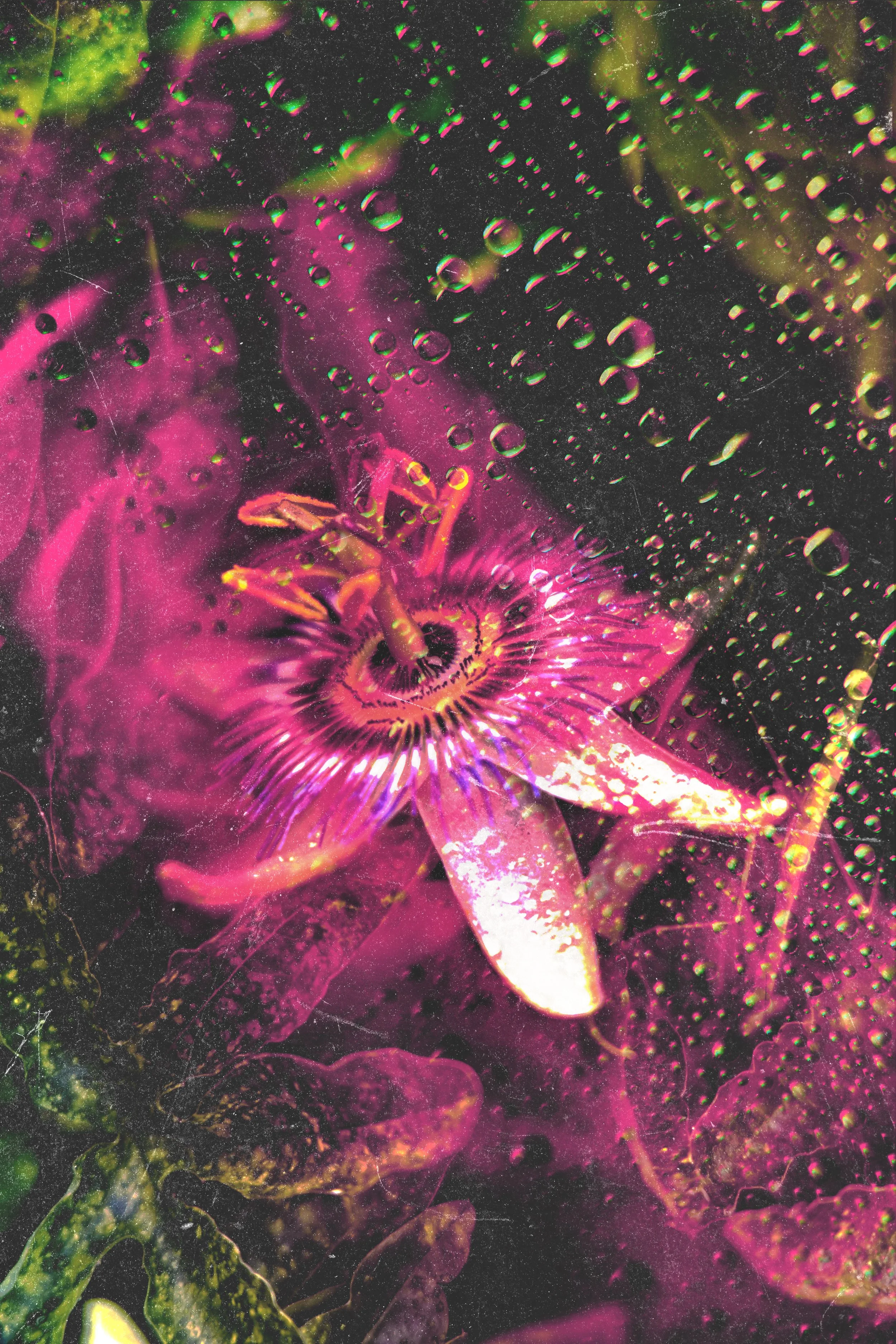 passion-flower.jpg