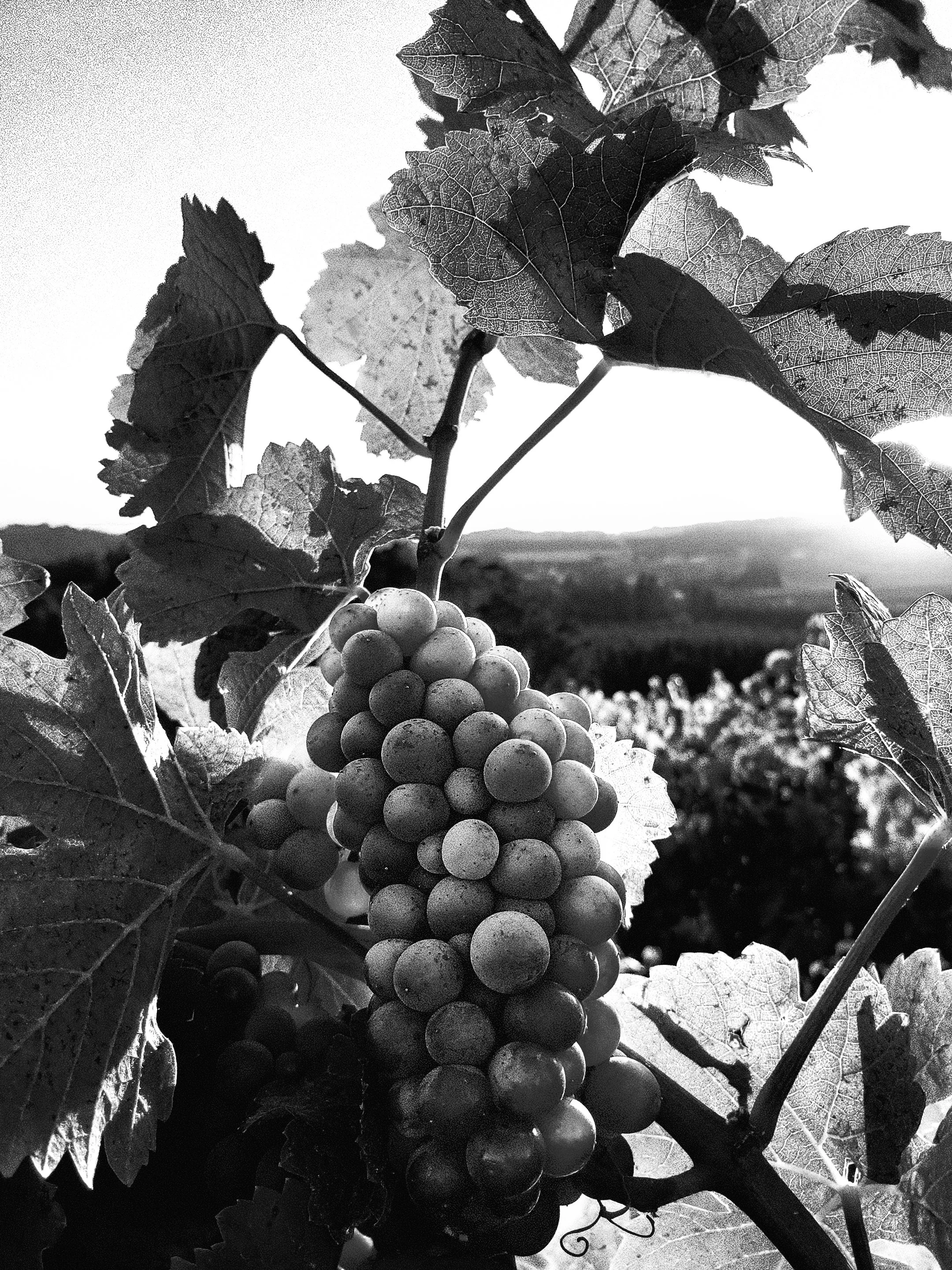 grapes-OM.jpg