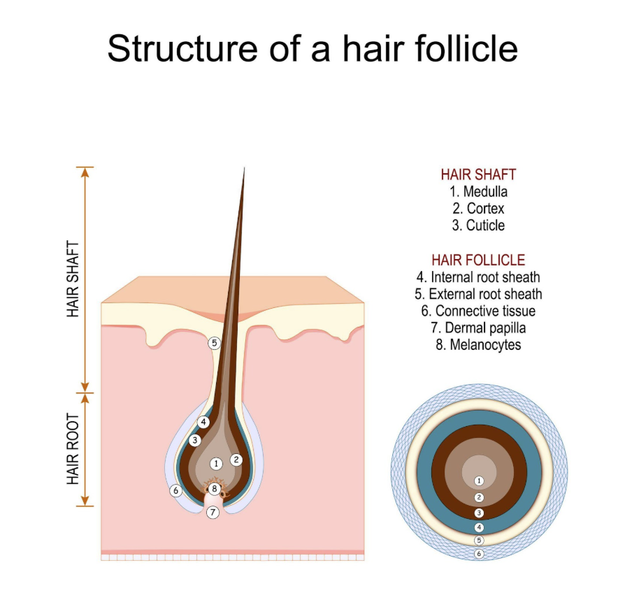 The Future of Hair Restoration Is Regenerative — And It’s Already Here at Nespa