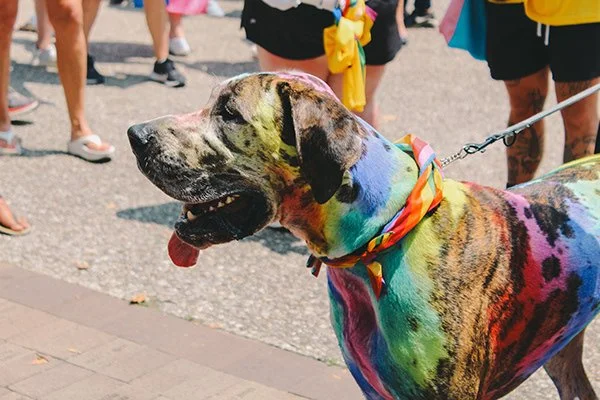 pride_dog.jpeg