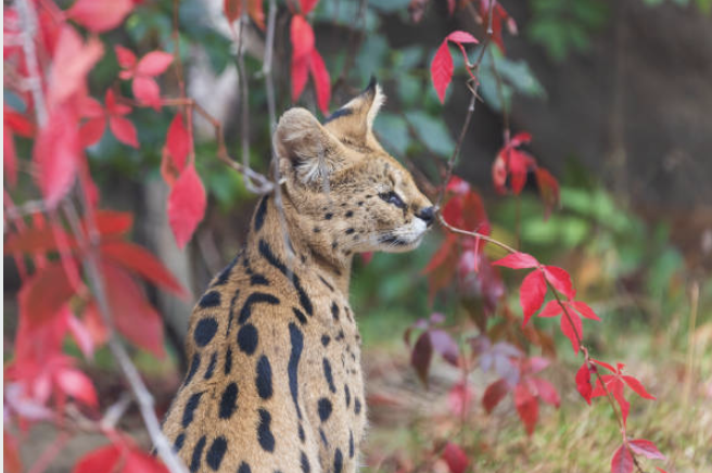 Serval Cat1.png