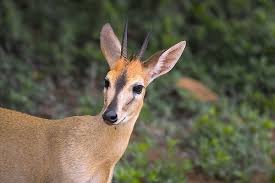 Common Duiker.jpg