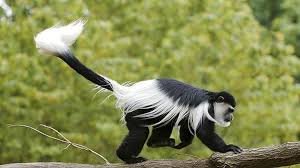 Black and White Colobus...jpg