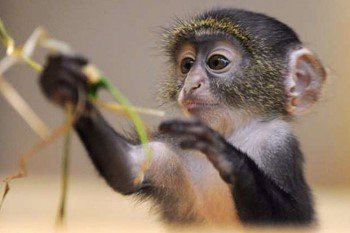 Sykes Monkey2.jpg
