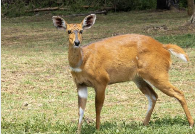Bushbuck..png