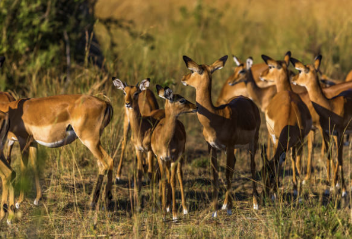 Impala3.png