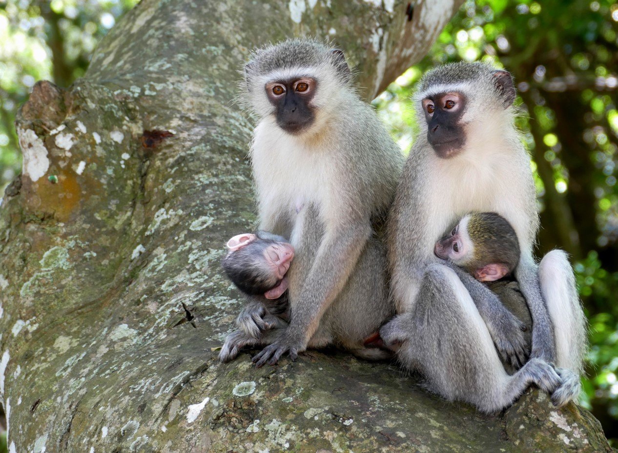 Vervet Monkey1.jpg