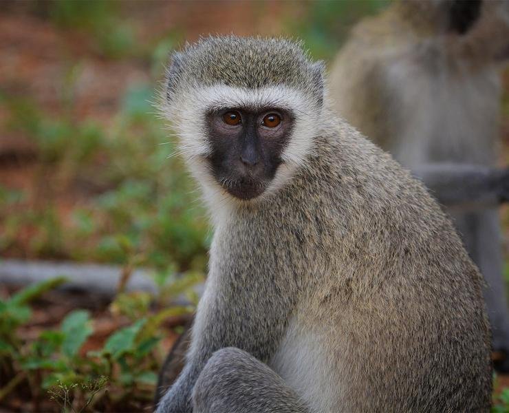 Vervet Monkey7.jpg
