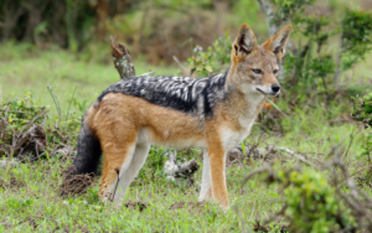 Black Jacked Jackal..png