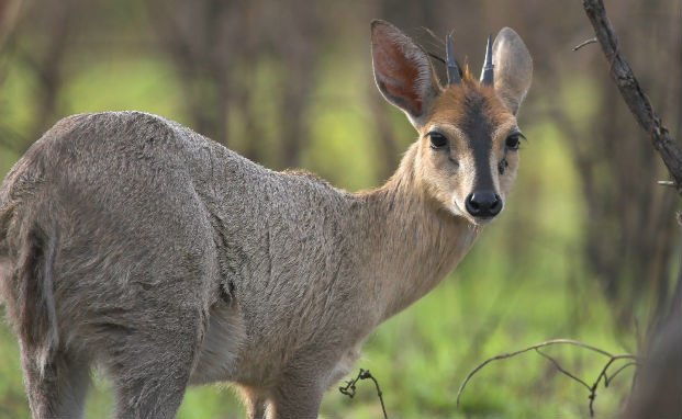 Common Duikeri.jpg