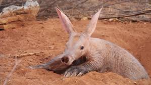Aardvark3.jpg