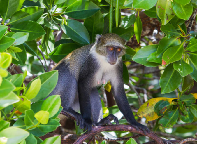 Sykes Monkey3.png