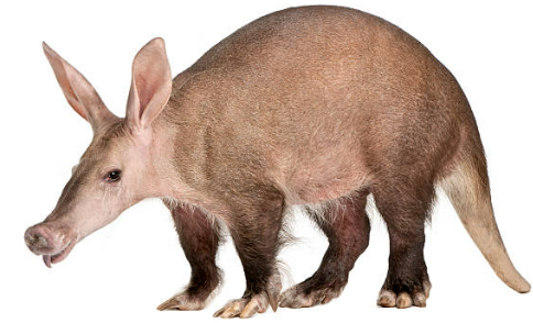 Aardvark.png