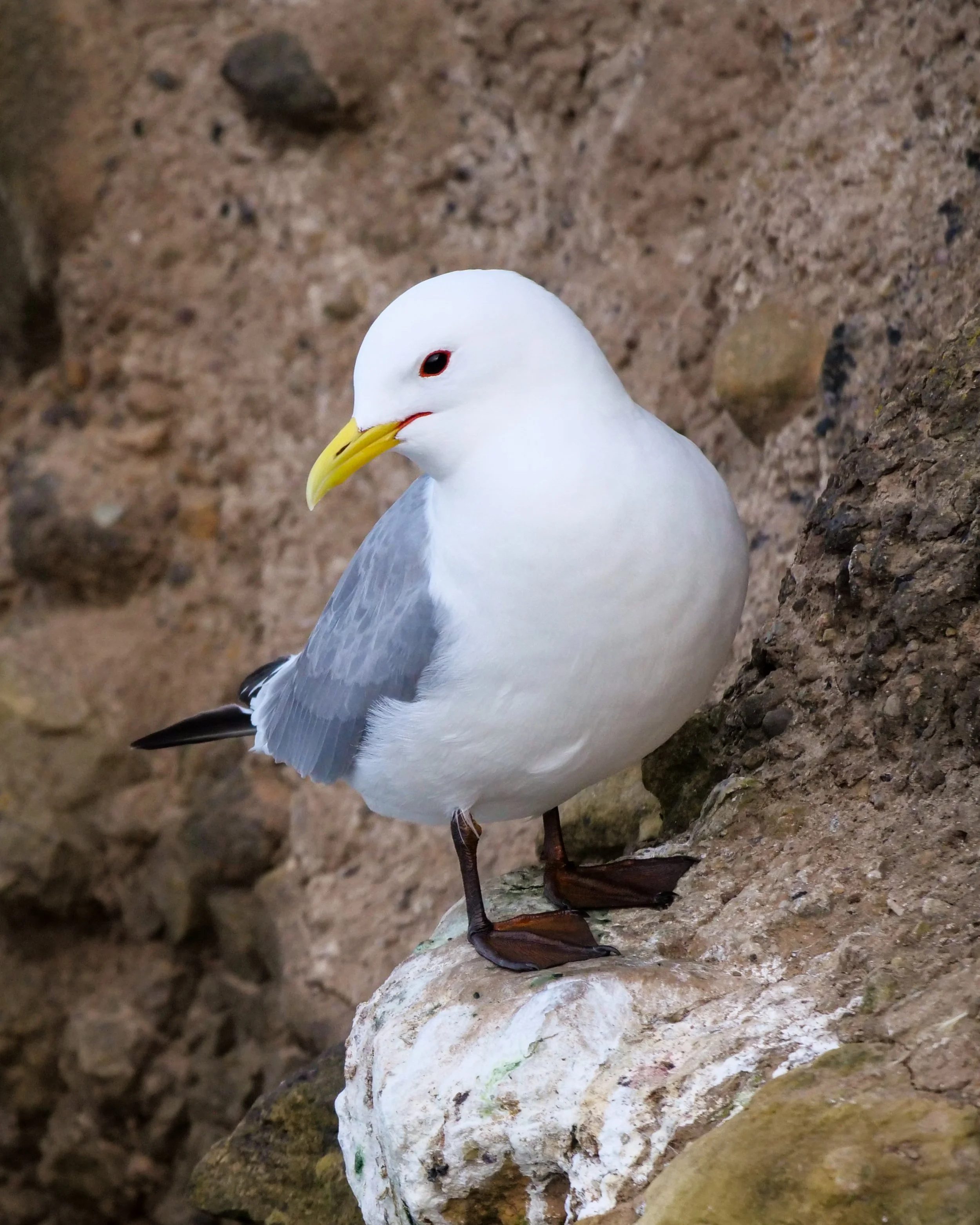 Kittiwake at Marsden Bay - Emily Percival
