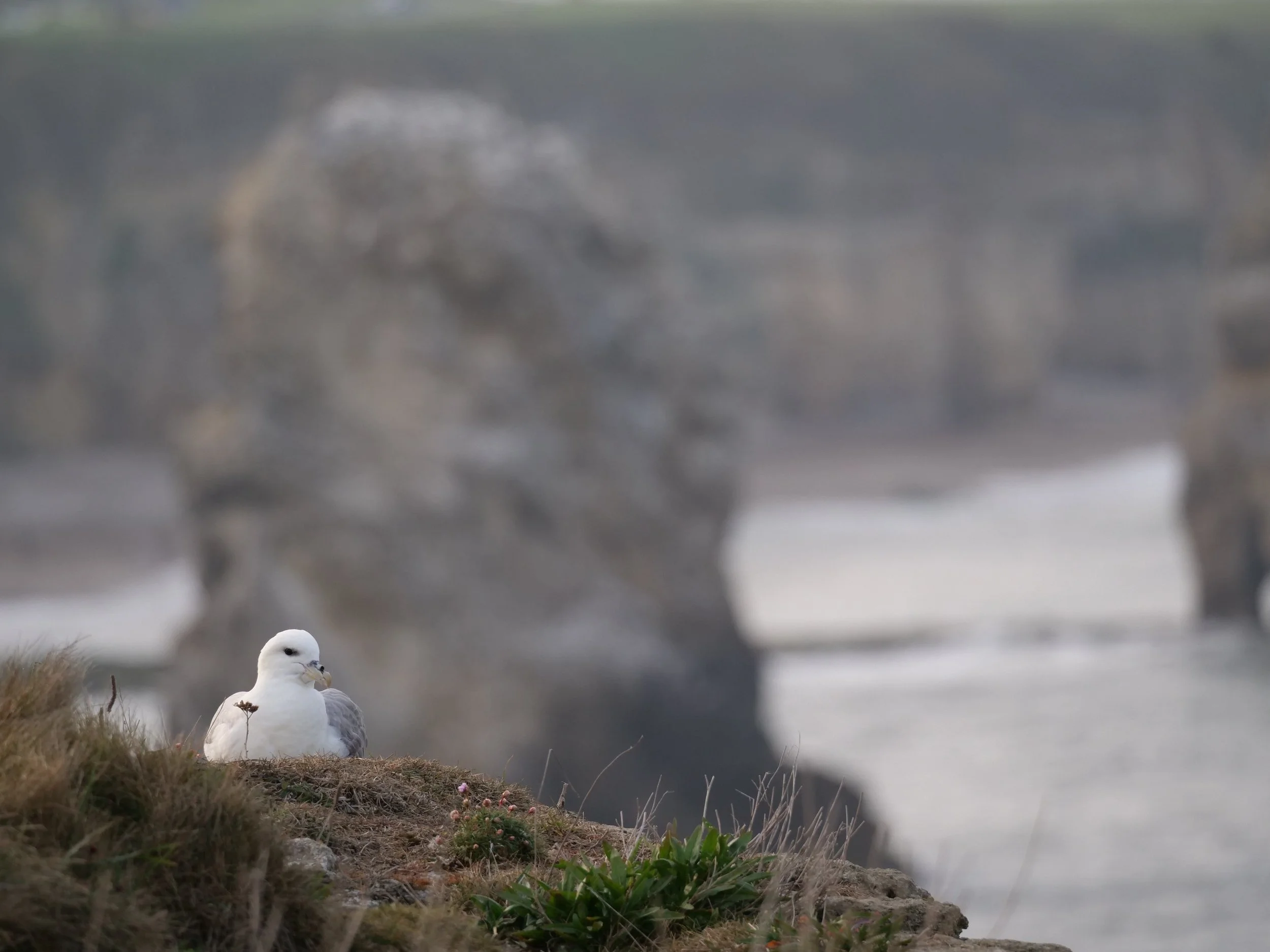 Fulmar at Marsden Bay - Emily Percival