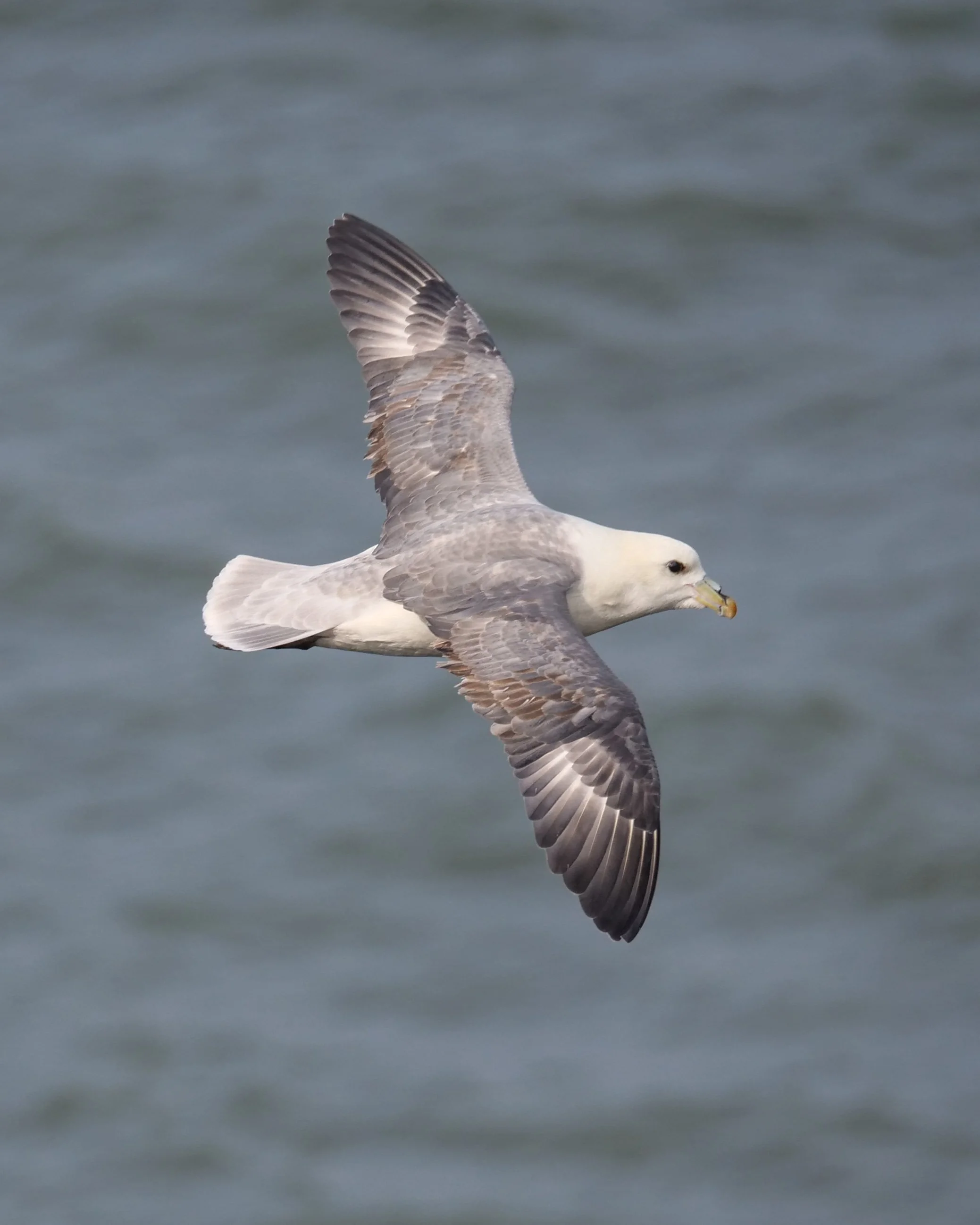 Fulmar in Flight - Emily Percival