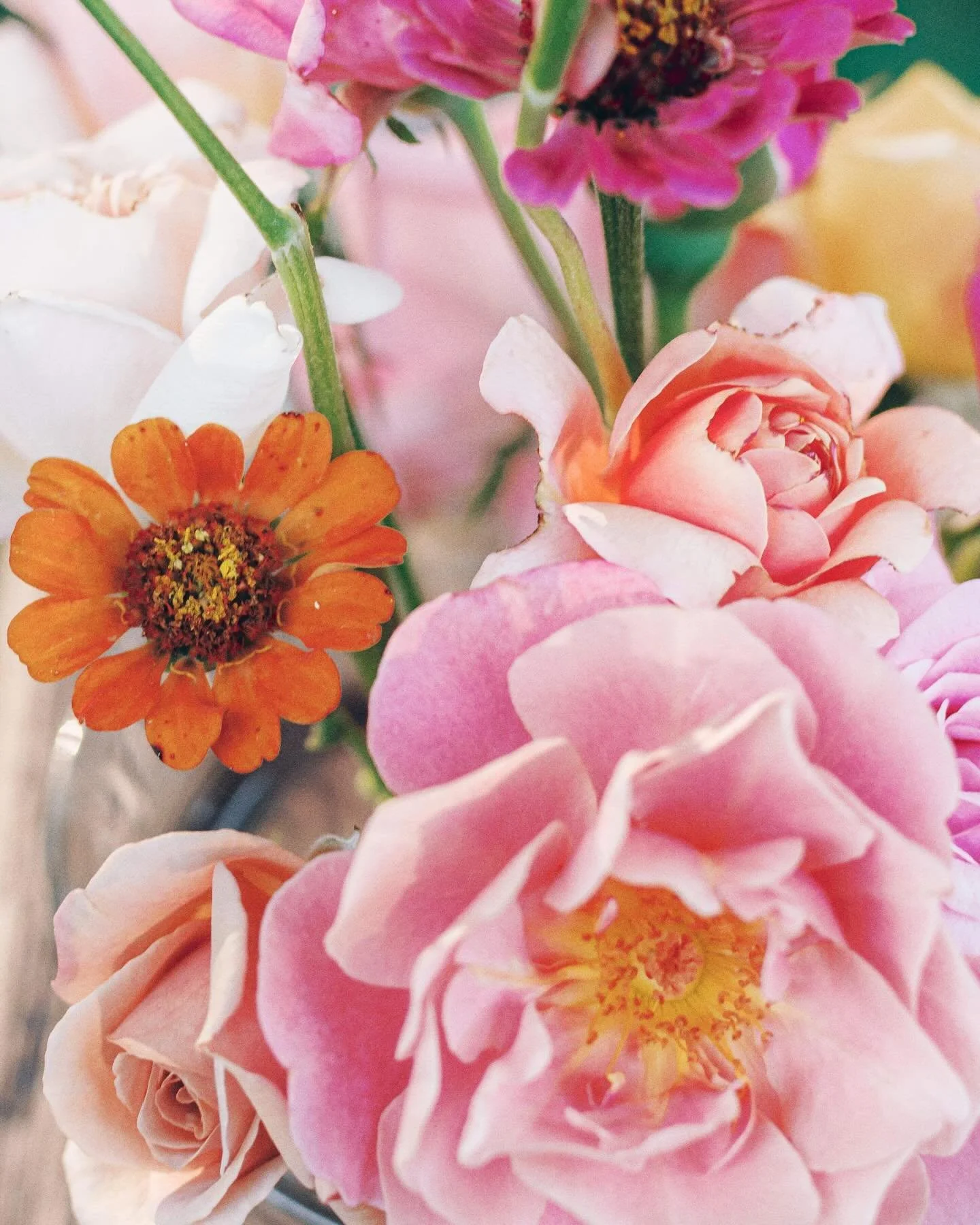 Loving all of the beautiful blooms that the cooler weather brings to the garden. 🌱

As I prepare to set out the last round of greens and carrots for the year, it&rsquo;s hard to believe that the end of summer is already approaching so quickly. Does 