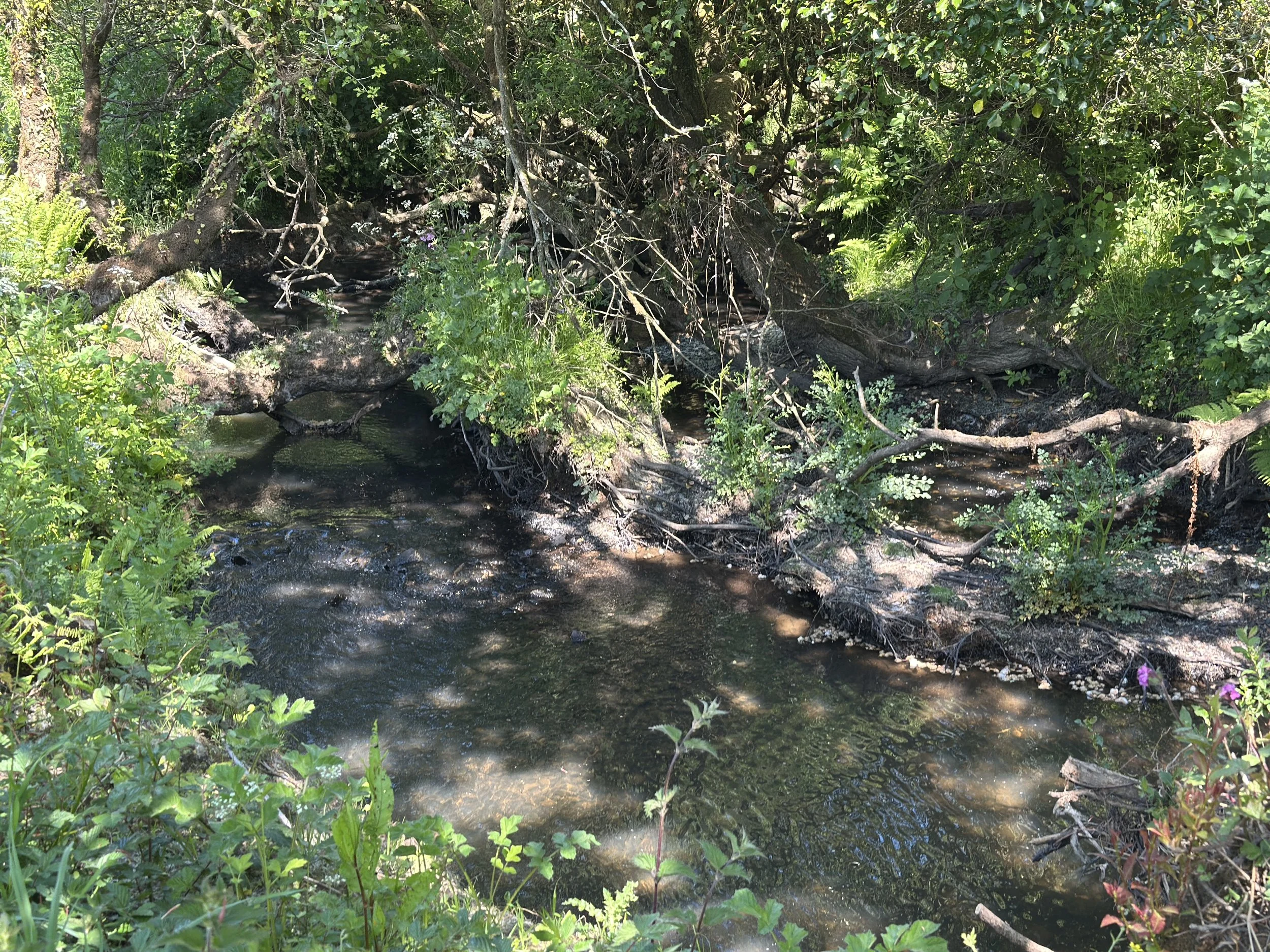 Rewilding the Edges. Restoring Our Stream, Woodland, and Willow Copse