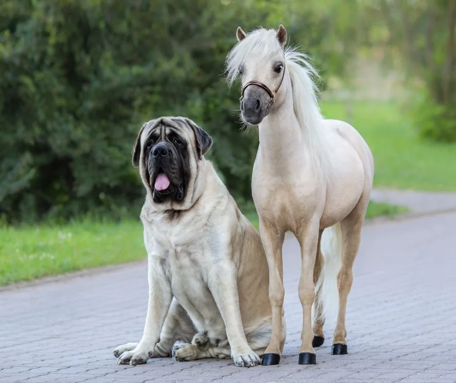 Why UK Pet and Equine Supplement Manufacturers Need a Domestic Botanical Supply Chain
