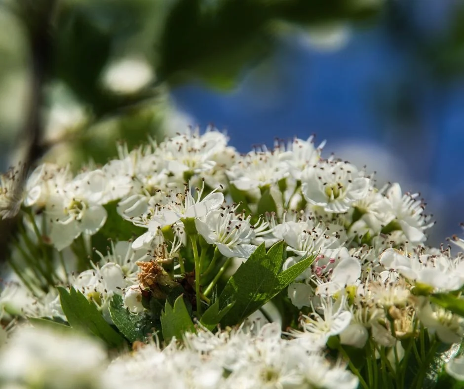What Is Agroforestry and Why Does It Produce Better Botanical Ingredients