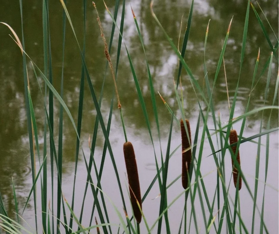 Why We Are Creating Attenuation Ponds and Swales at Five Bees Farm