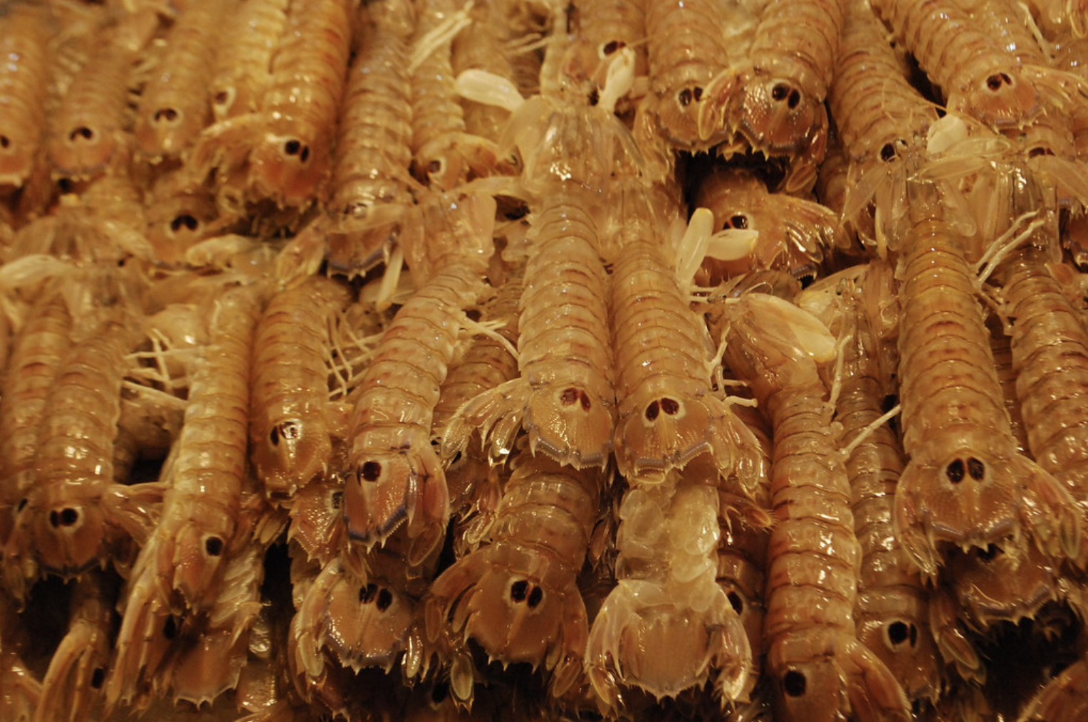 Islands: I write about the critters, creatures, and crustaceans that come right out of the Venetian lagoon and into your cachet.