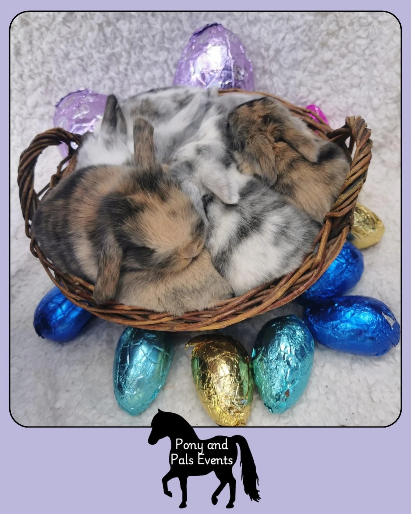Introducing you to the ADORABLE guests we have coming along to our specials over Easter weekend 🥹 all thanks to our mates at Pony &amp; Pals Events (find them on Facebook!)

They will be bringing some adult bunnies along as well as some babies. Keen
