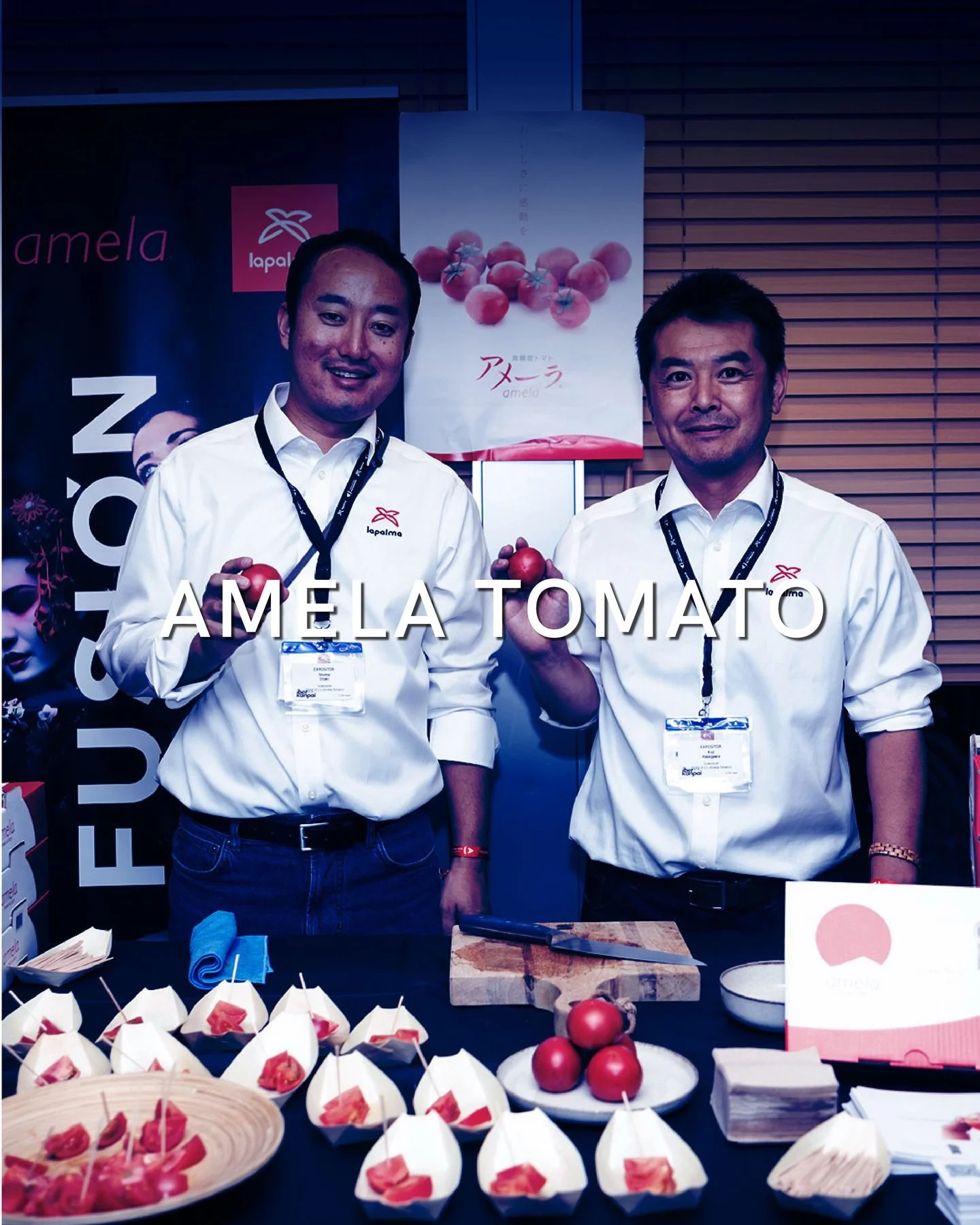 Amela Tomato, uno de los tomates m&aacute;s caros y exclusivos del mundo, estar&aacute; presente en Iberkanpai 🍅🇯🇵

Originario de Jap&oacute;n, este tomate es conocido por su dulzor intenso, su textura firme y su equilibrio de sabor, resultado de 