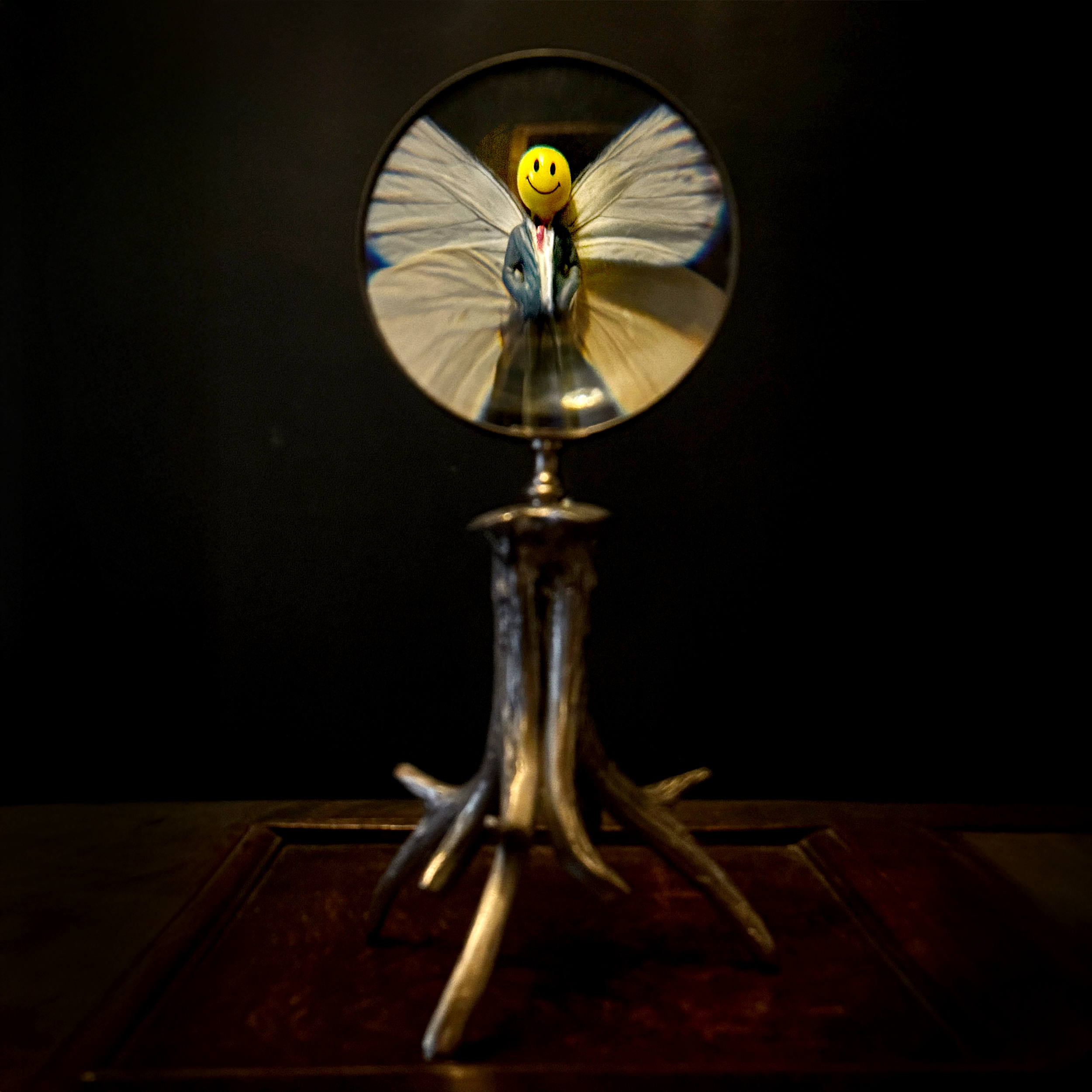 butterfly magnify 2.png