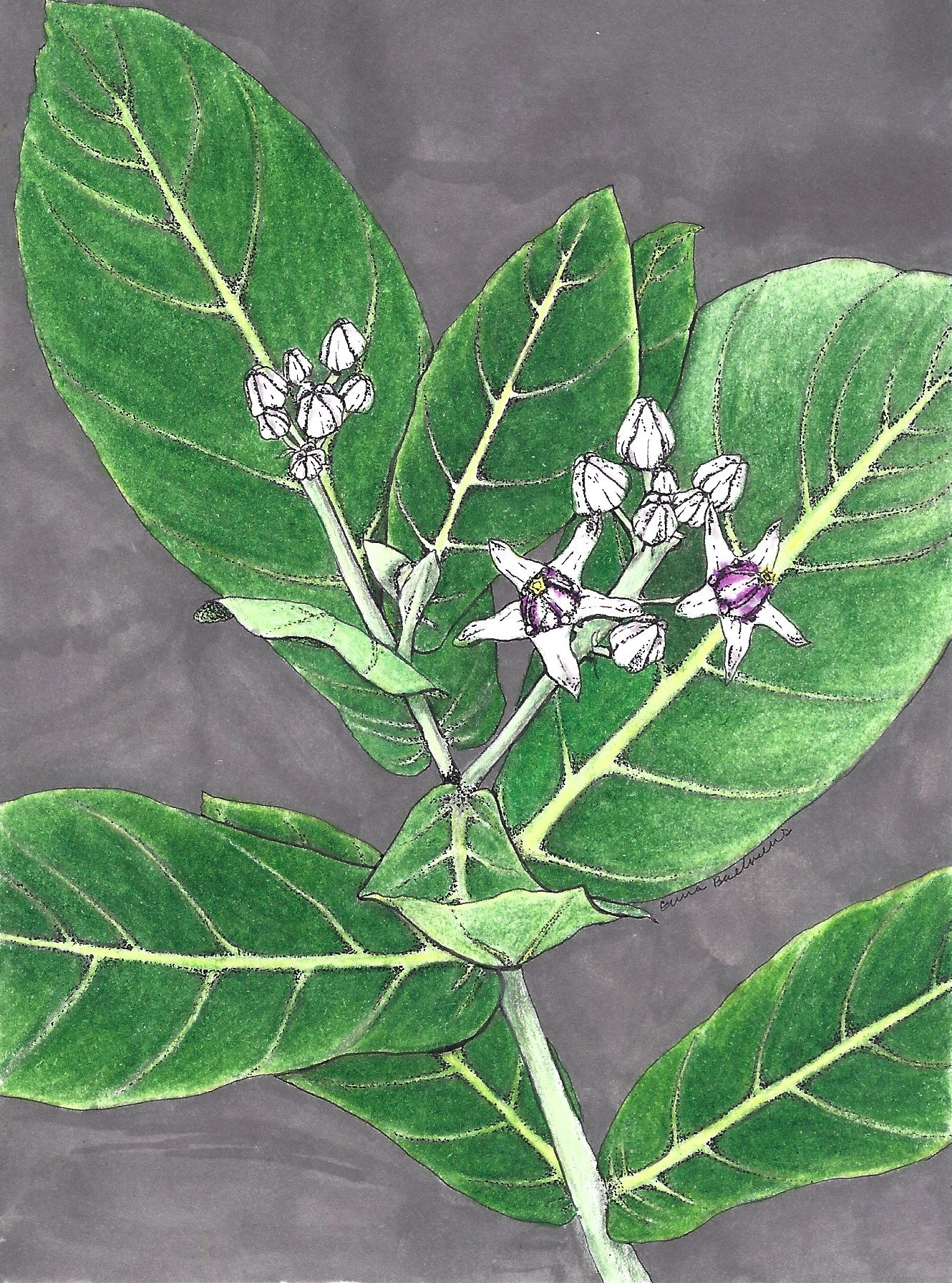 Crown Flower