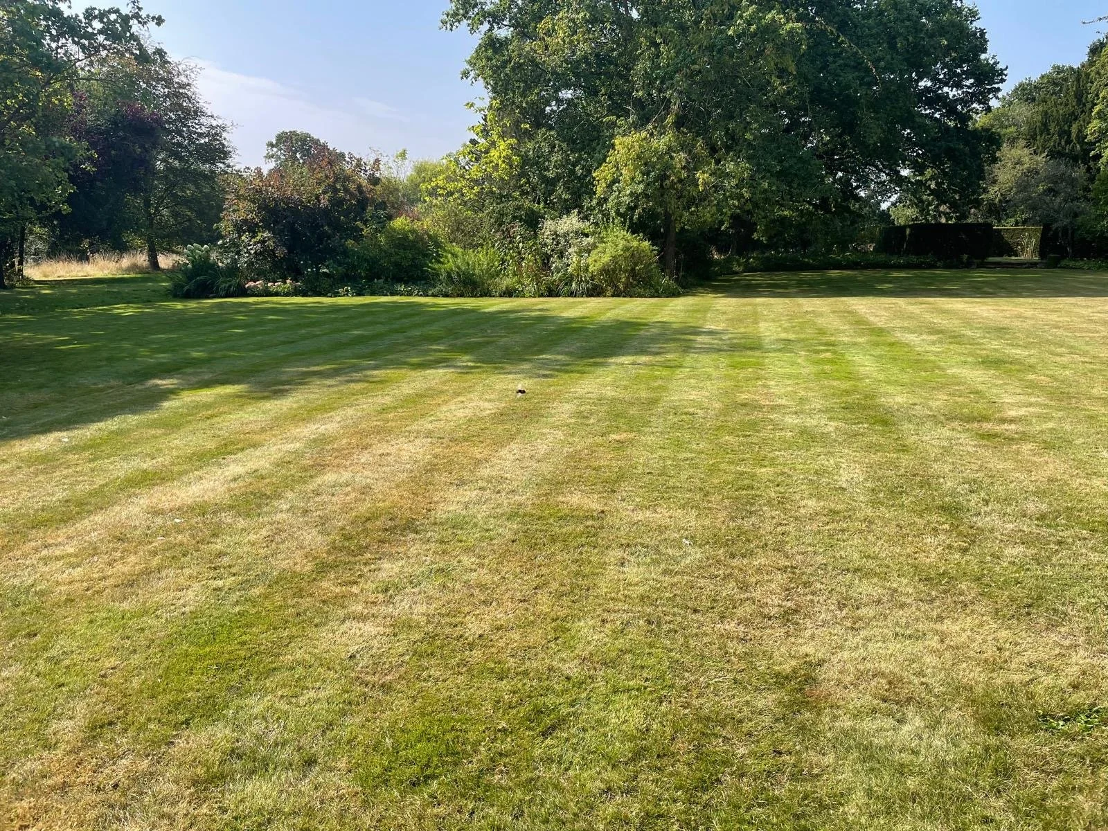 Mowed Lawn 1.JPG