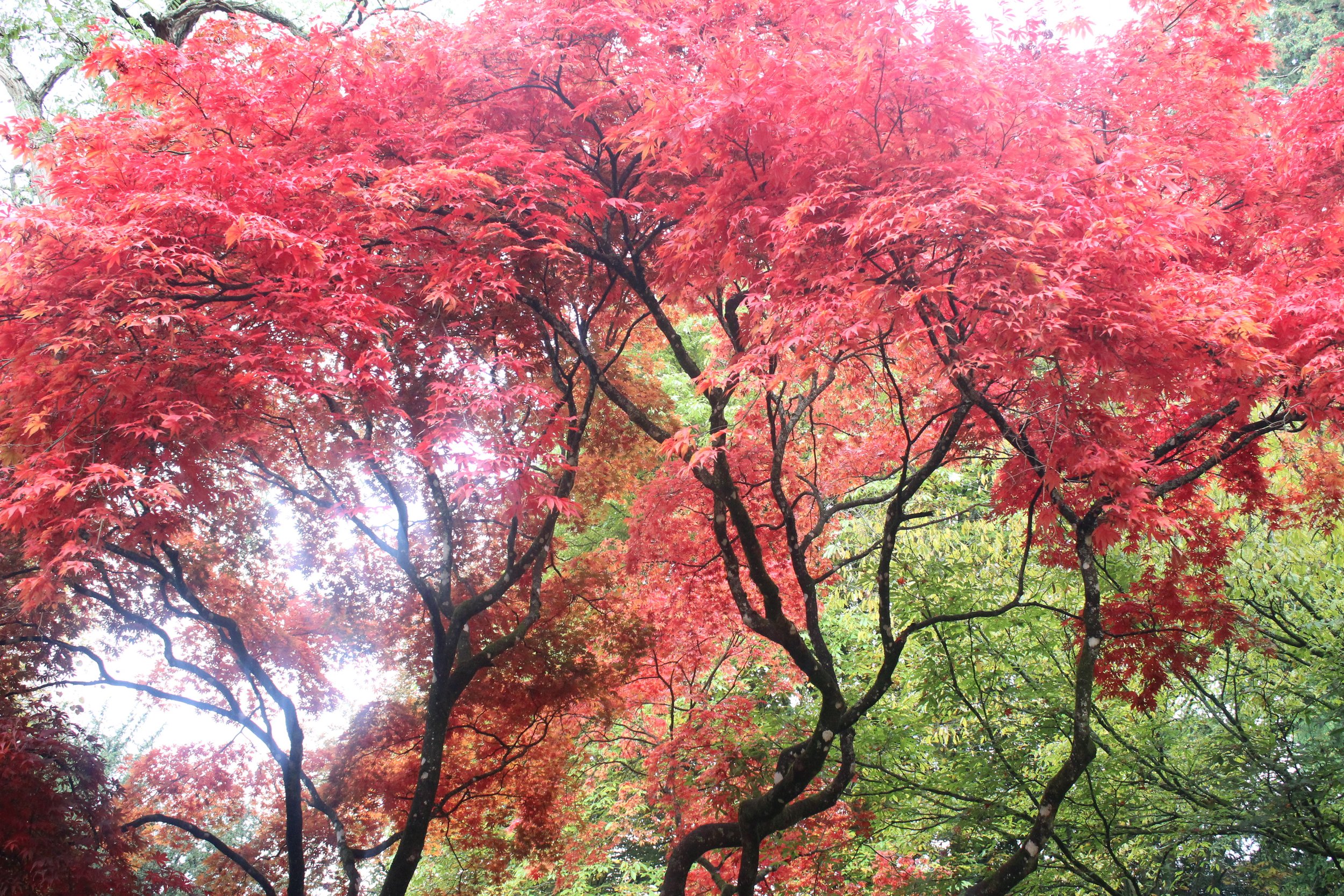 Trees in the Autumn