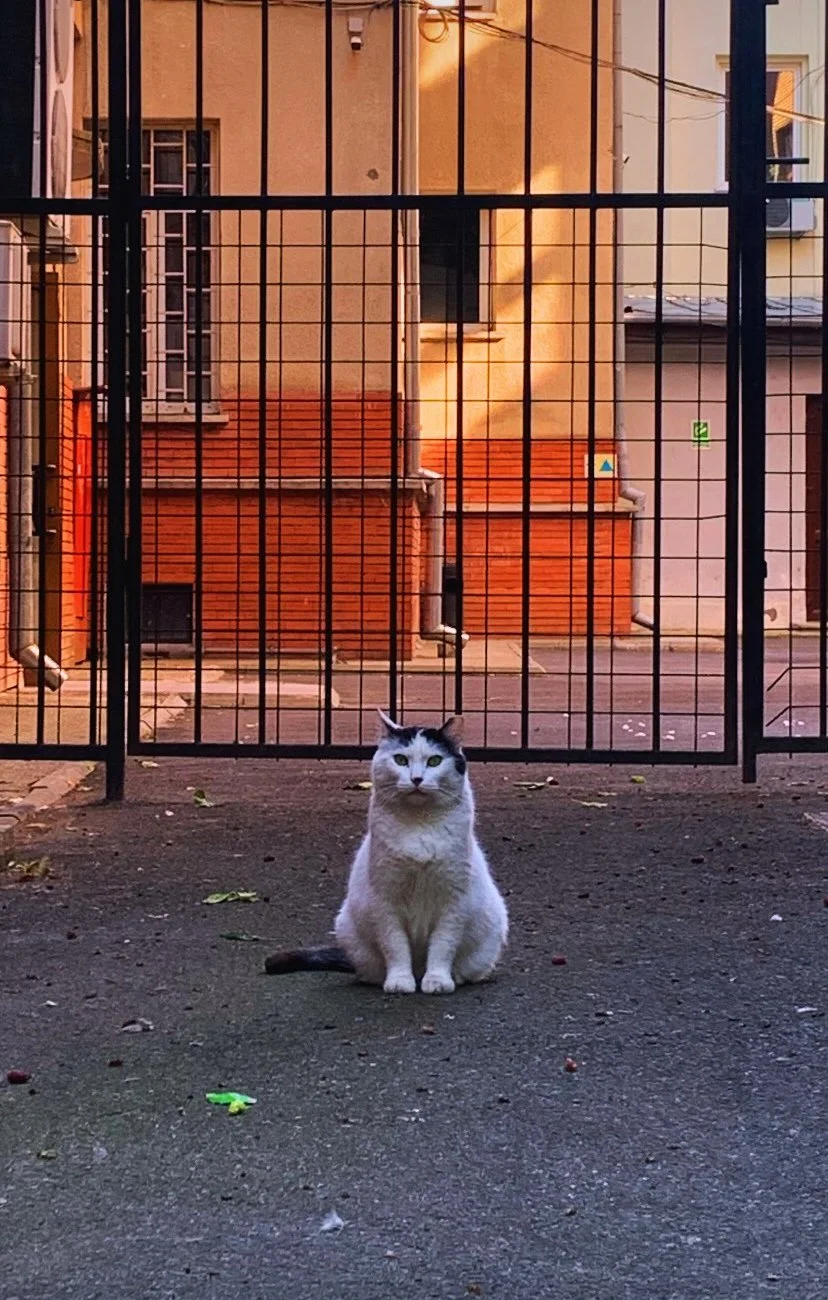 Mr C, Bucharest, Romania - Format: 45x30 - 50€ - 2 left