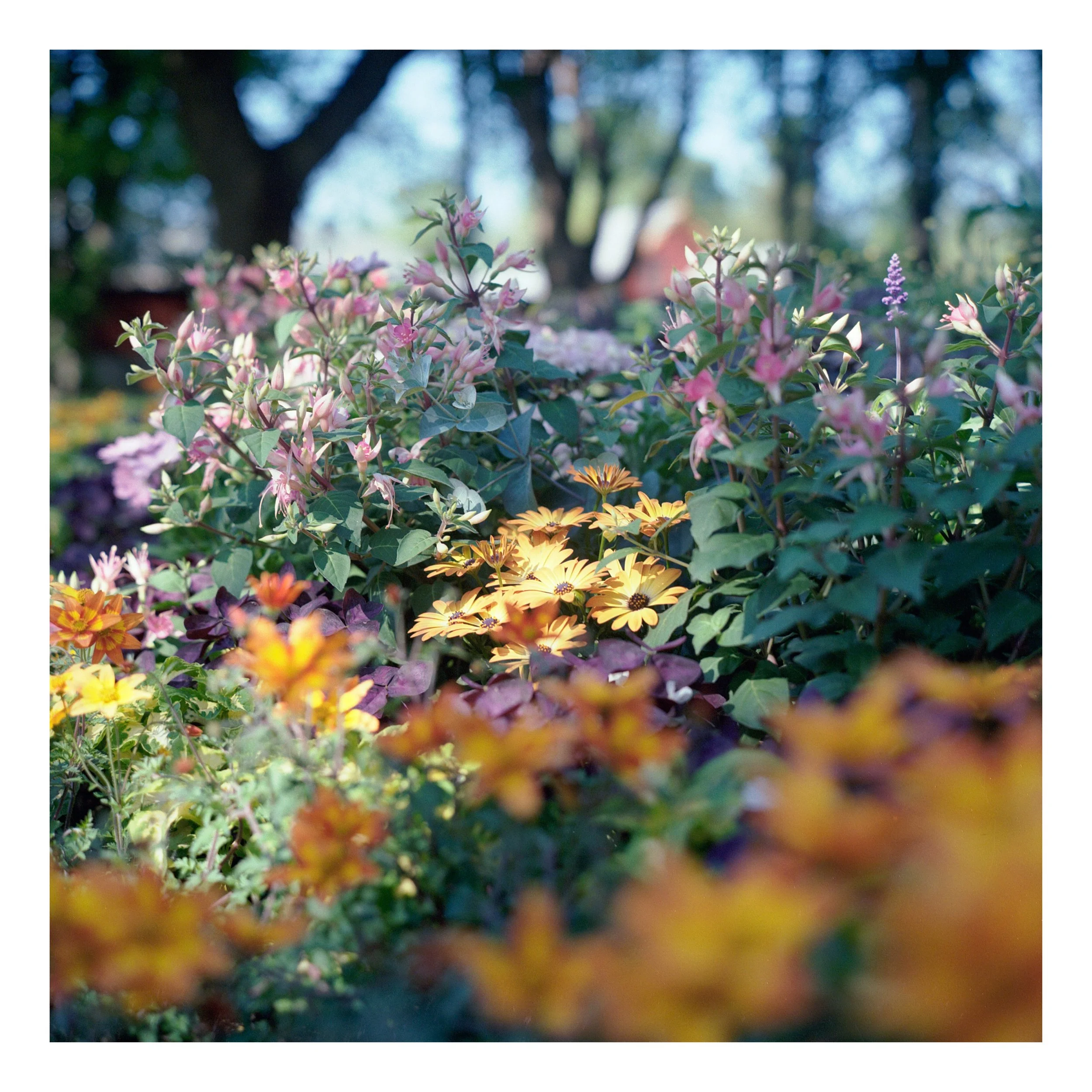 20230629 Lomo100 247 (Custom).jpg