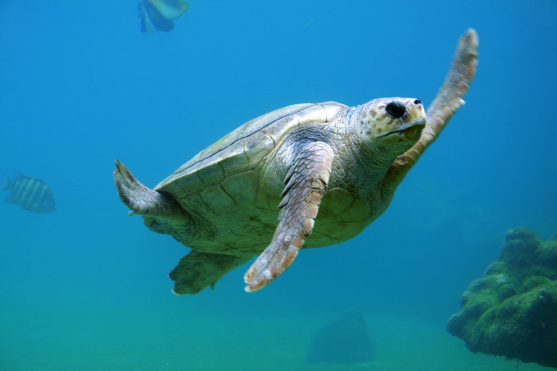Seaturtle.jpeg