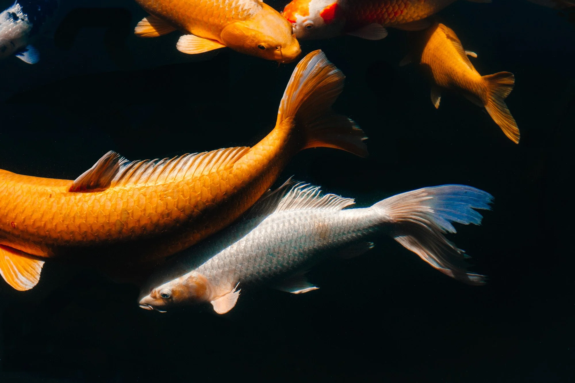 Koi | Glide, Oregon