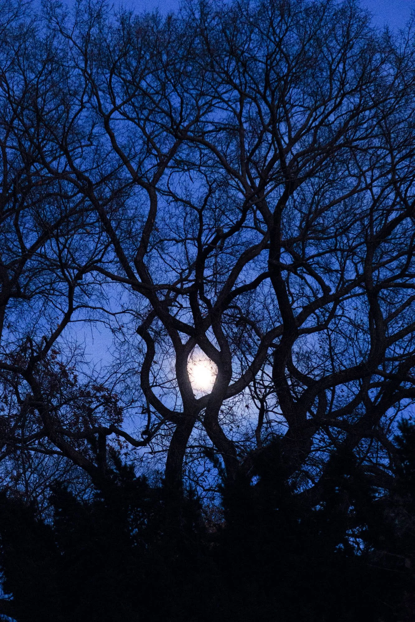 IMG_1999_Moon Through Winter Branches.jpg