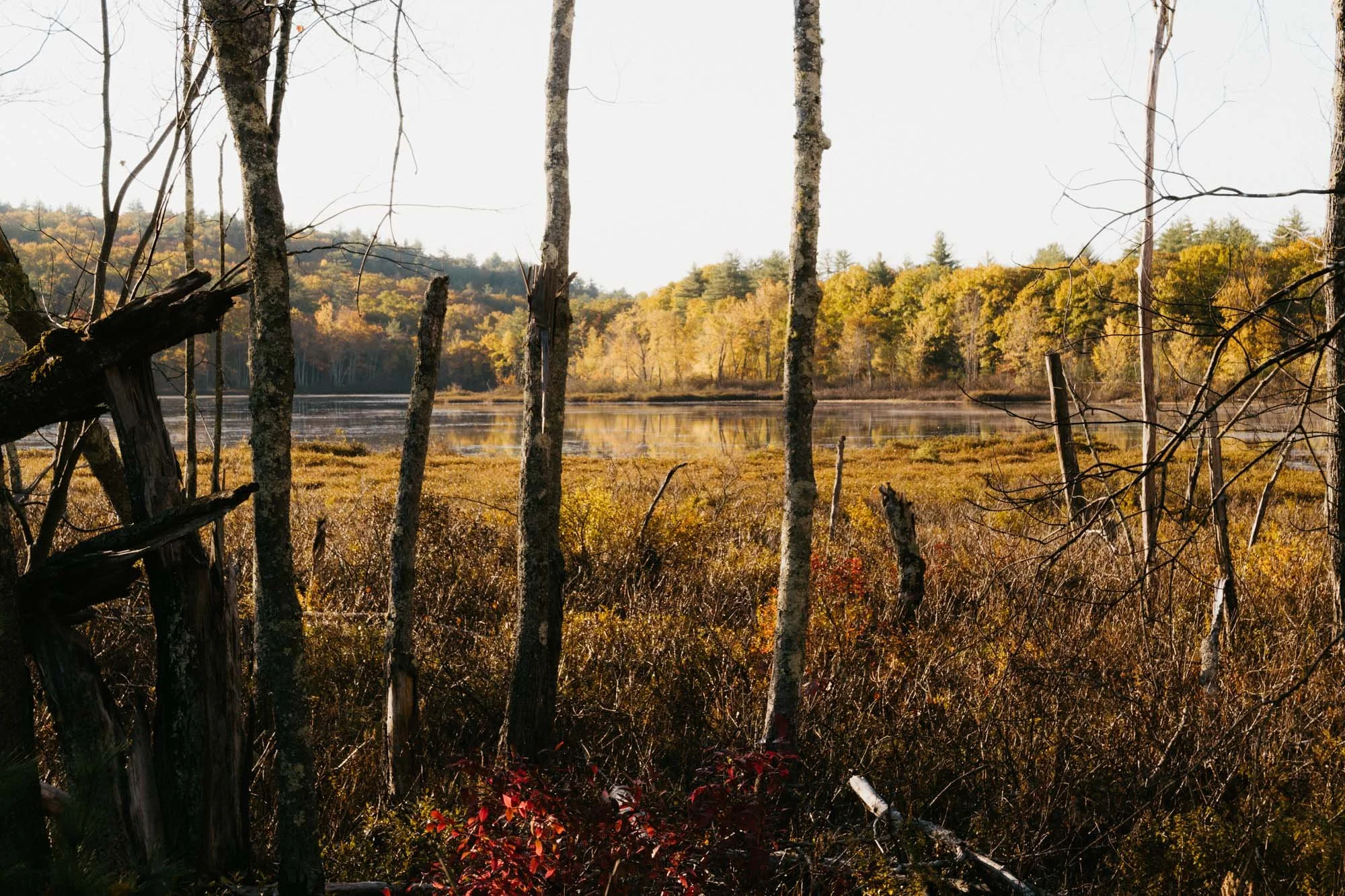 L1002173_Autumn Reflection Yellow Maine.jpg