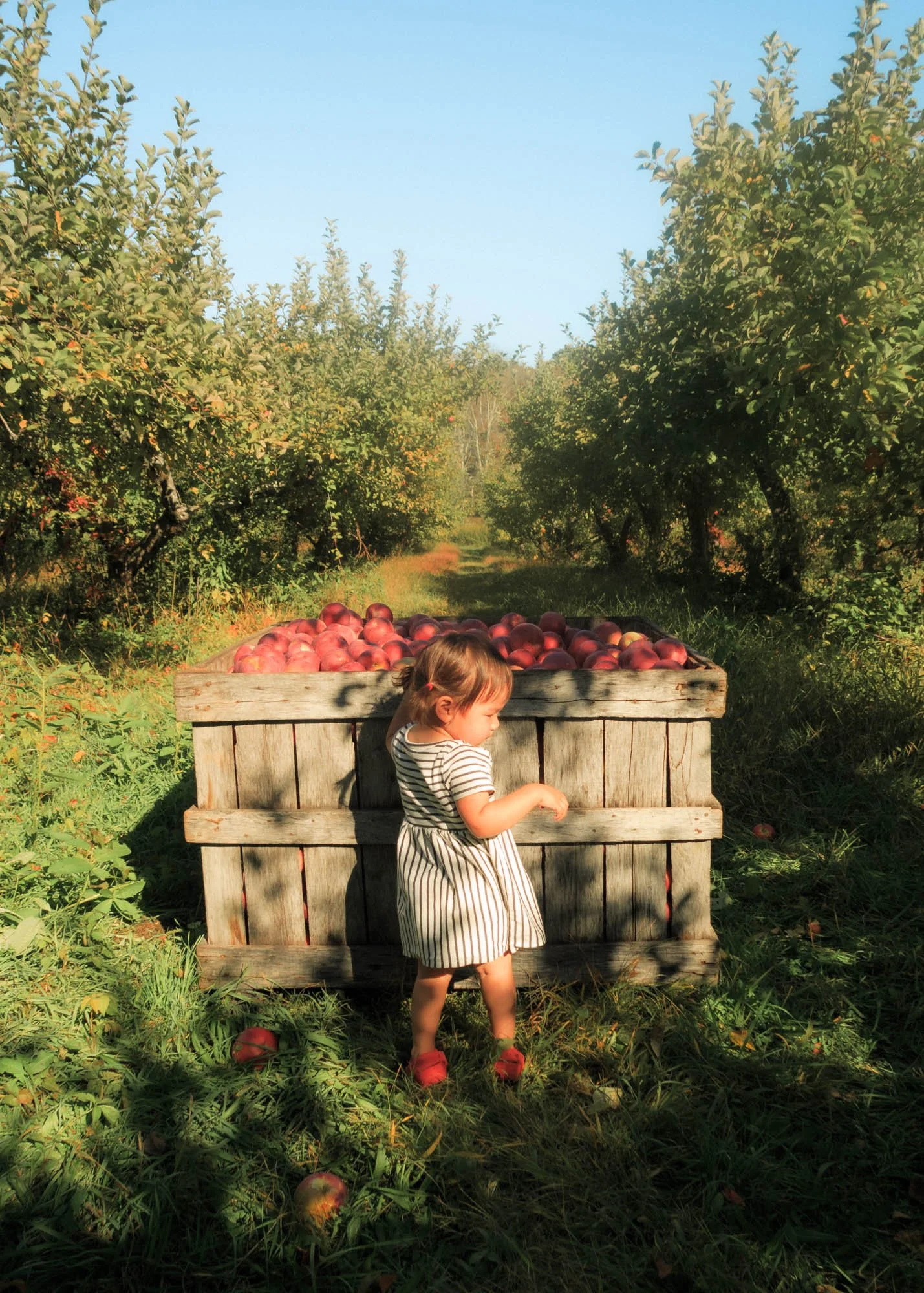 Young child standing beside a wooden bin filled with apples in an orchard.