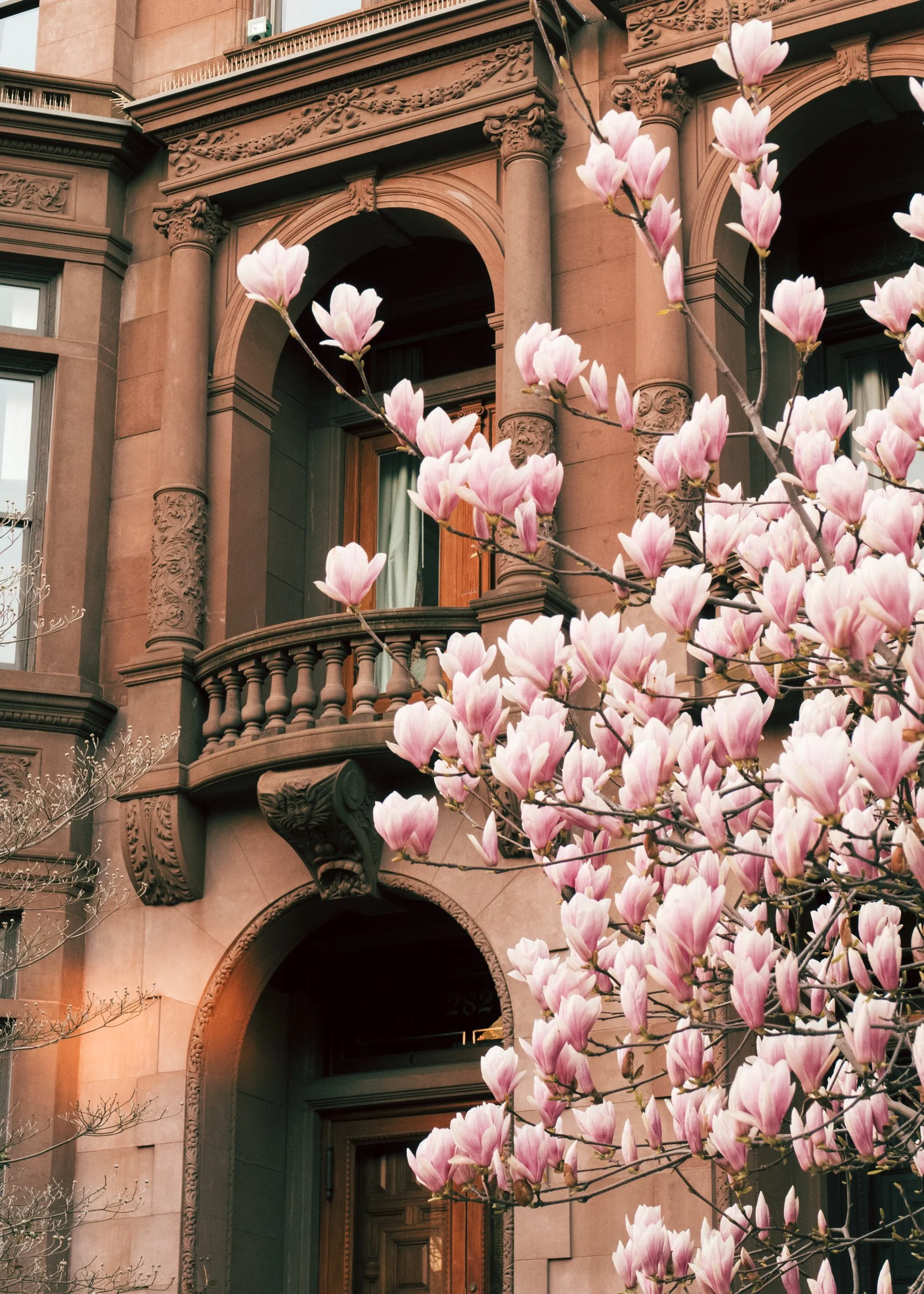 IMG_4057_TulipTree-Brownstone.jpg