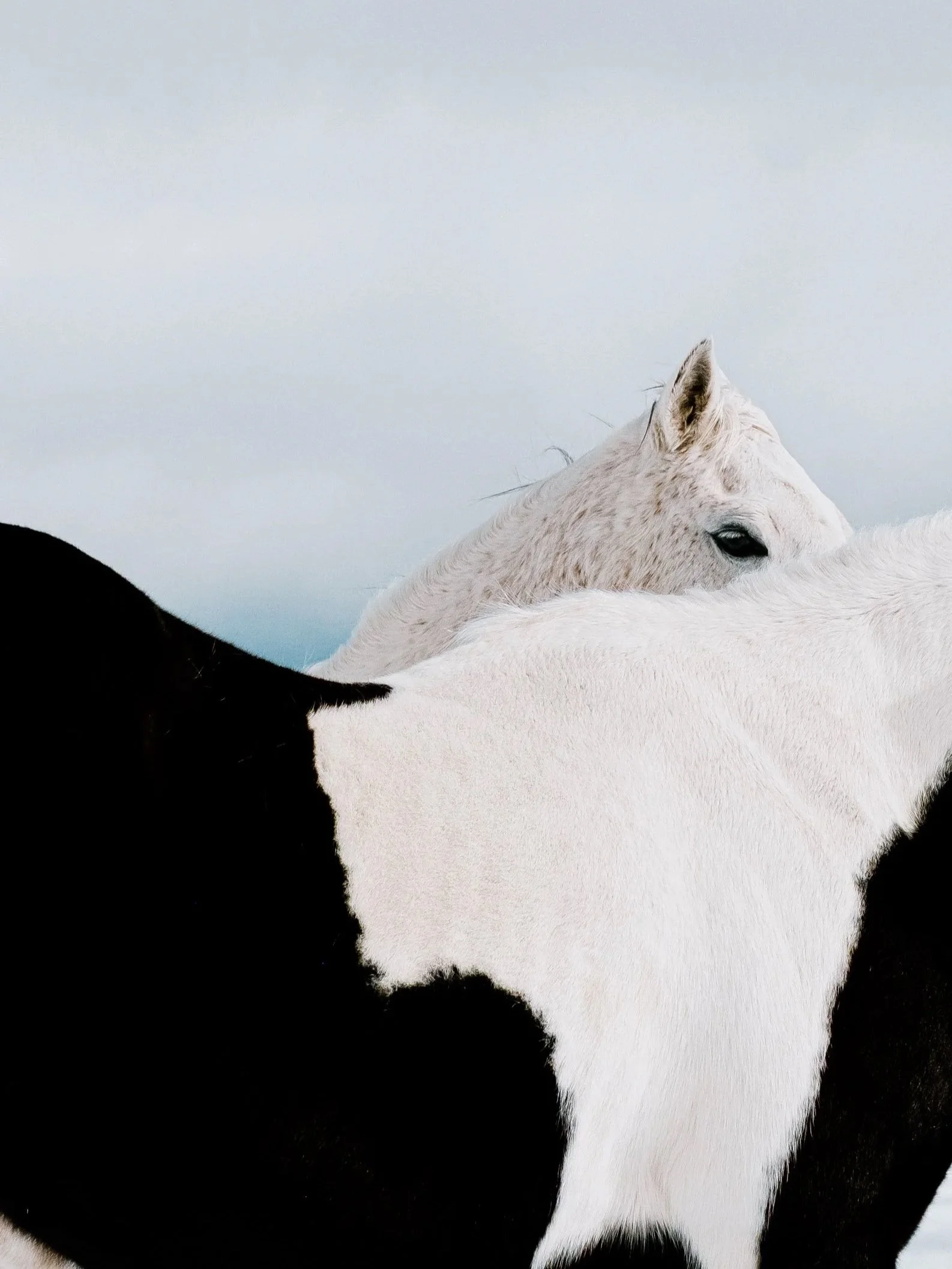Overlapping Horses