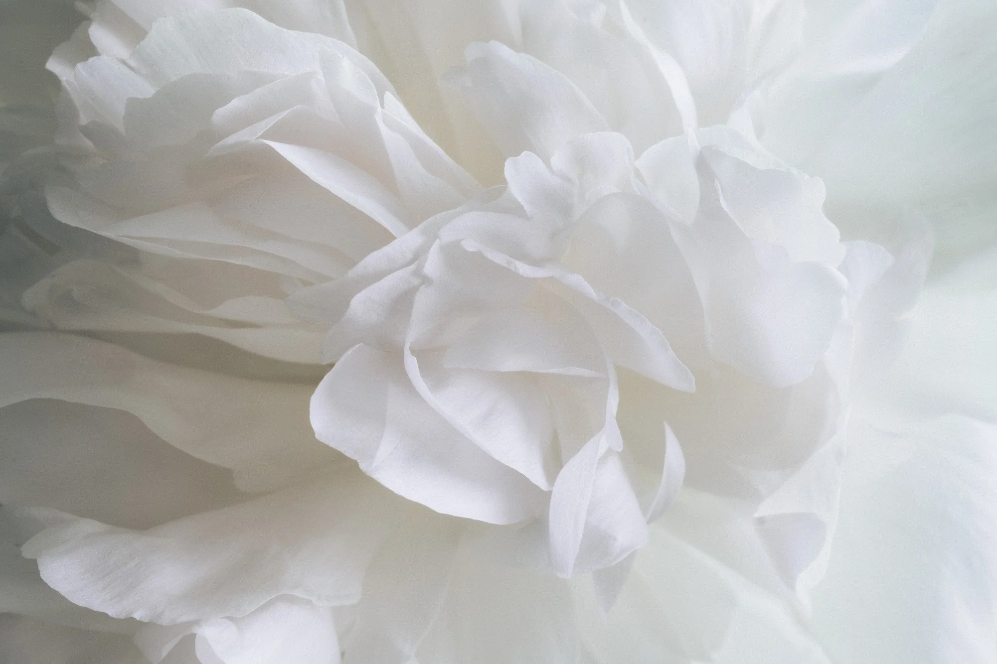Desktop Peony