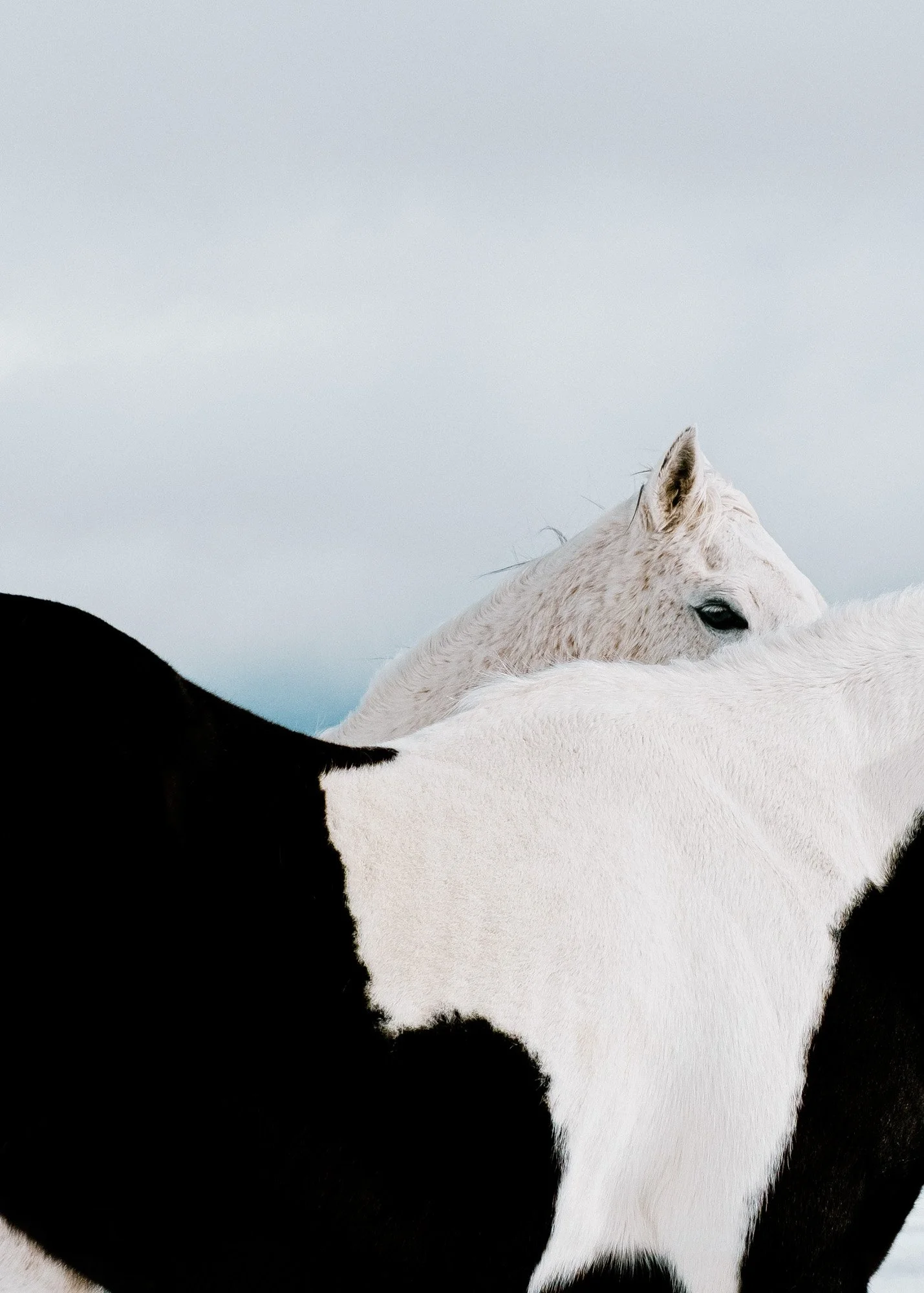 Two Horses | Oregon