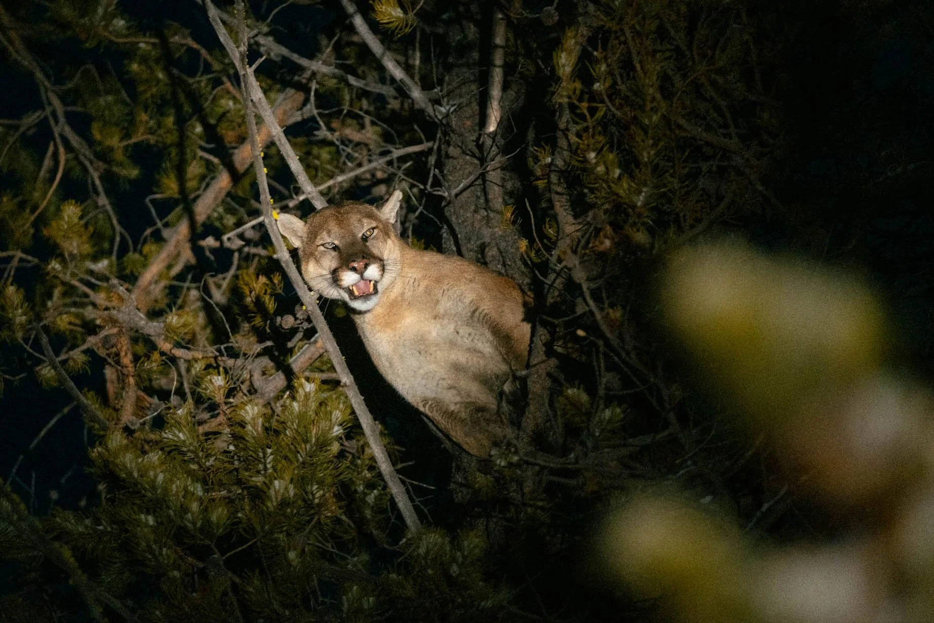 Cougar In A Tree. Oregon.