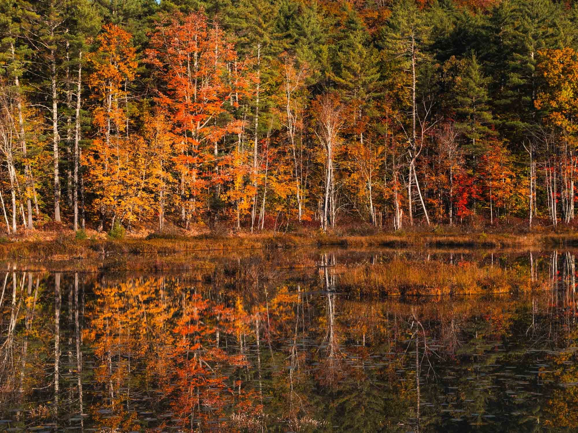 L1002170_Autumn Reflection Maine.jpg