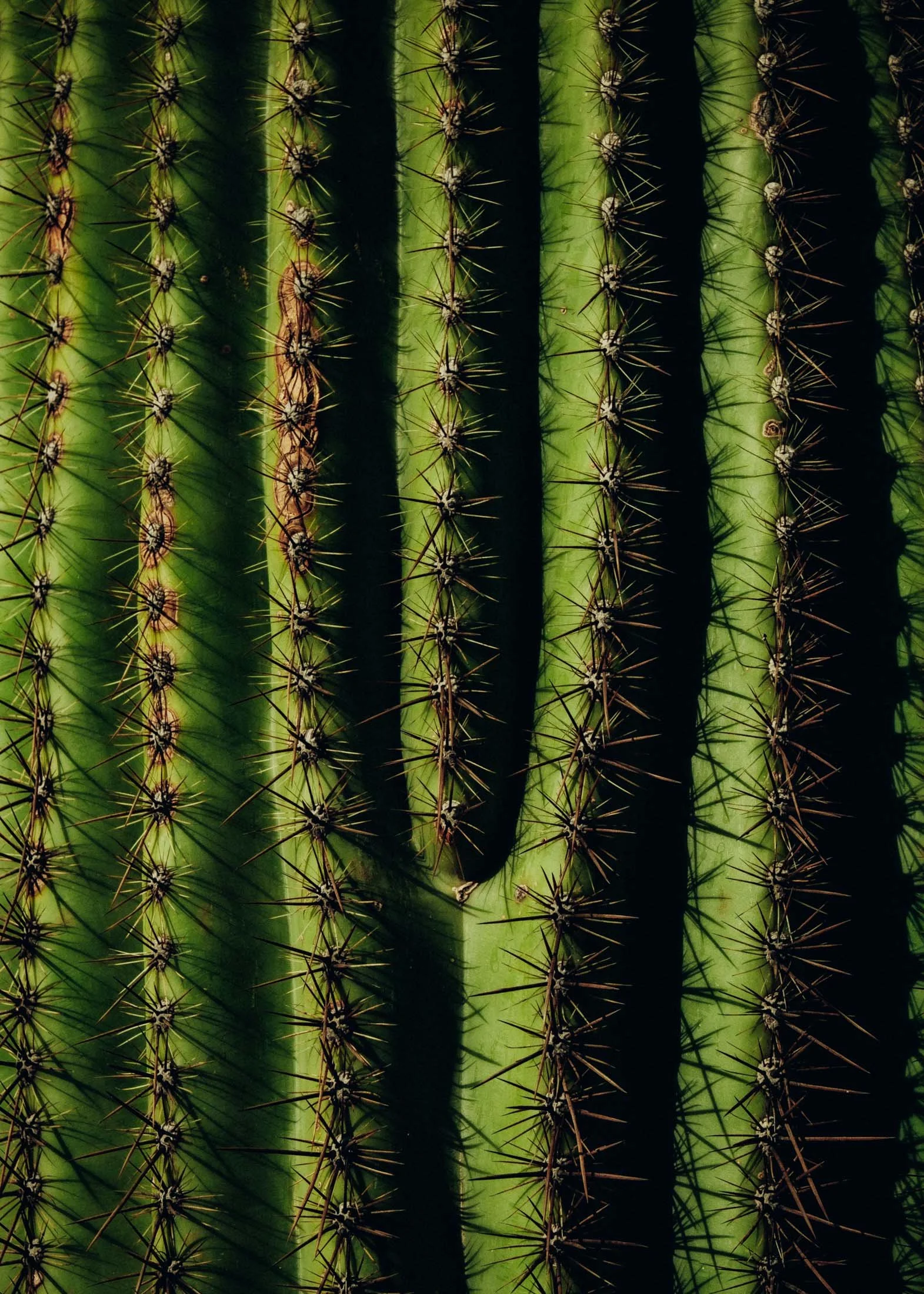 Saguaro at Sunrise