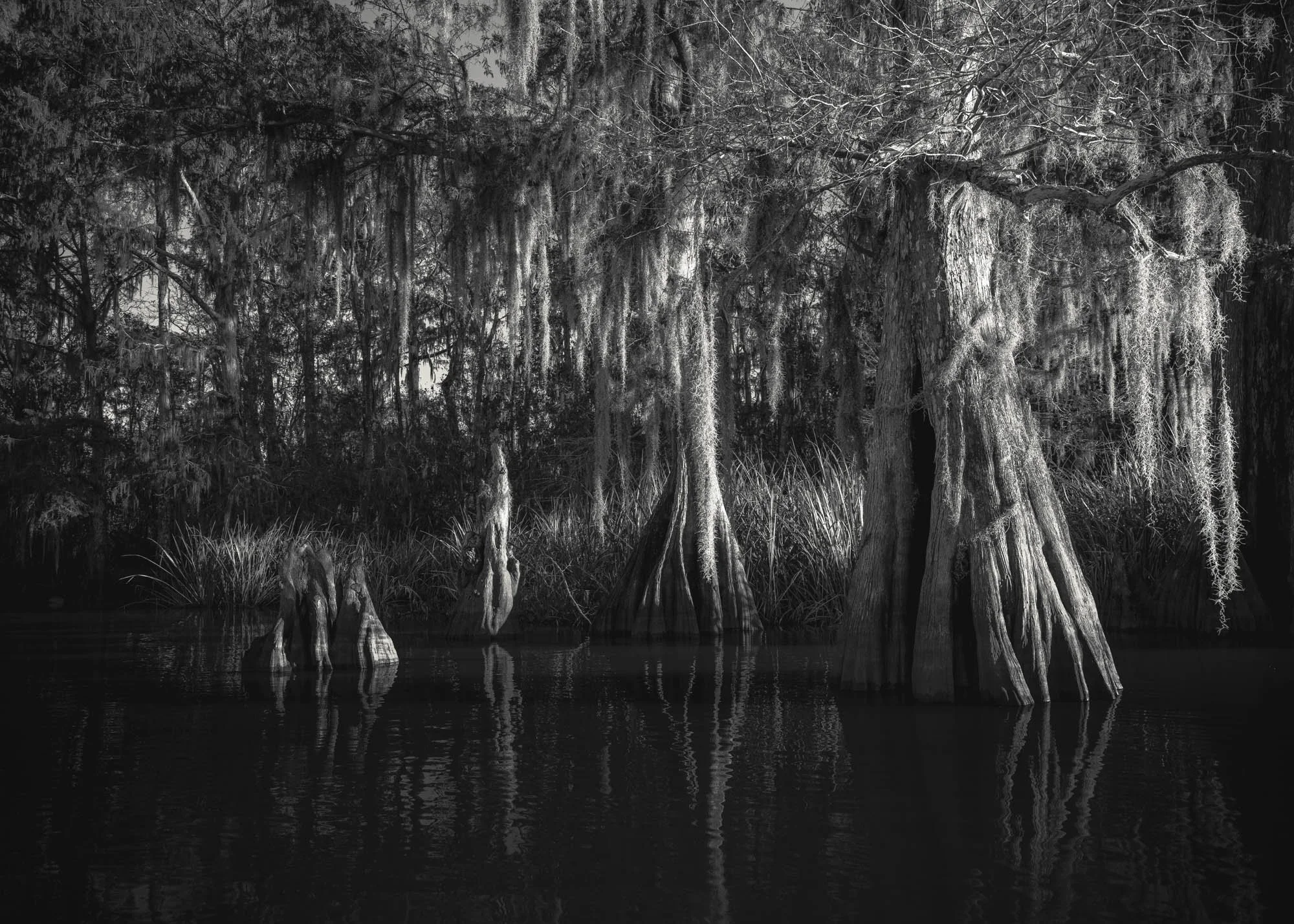 Cypress Swamp in Atchafalaya | Louisiana