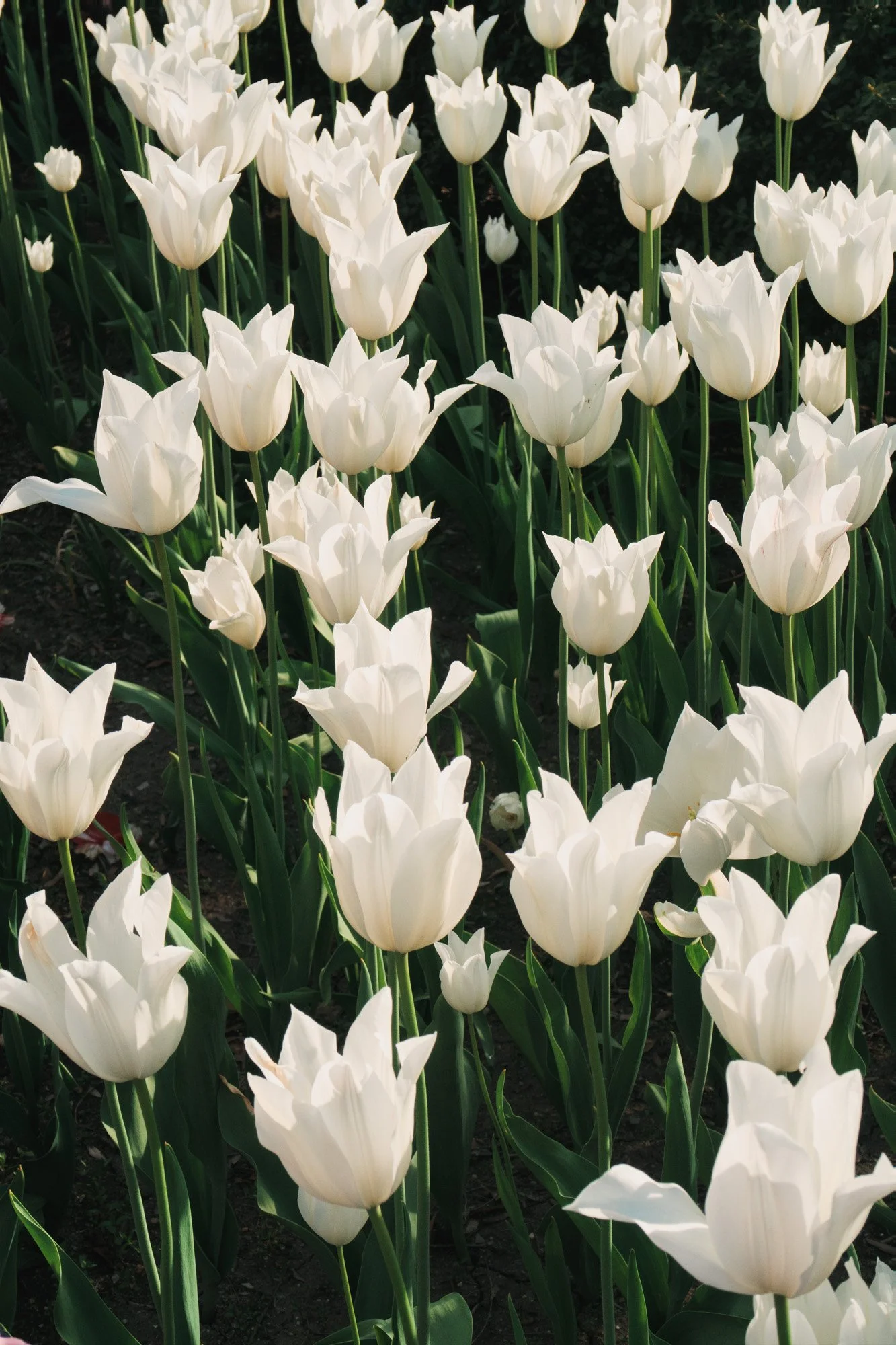 IMG_4448_Tulips at Brooklyn Botnatic Garden.jpg